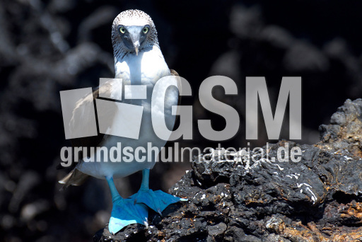 Blaufußtölpel (1).jpg